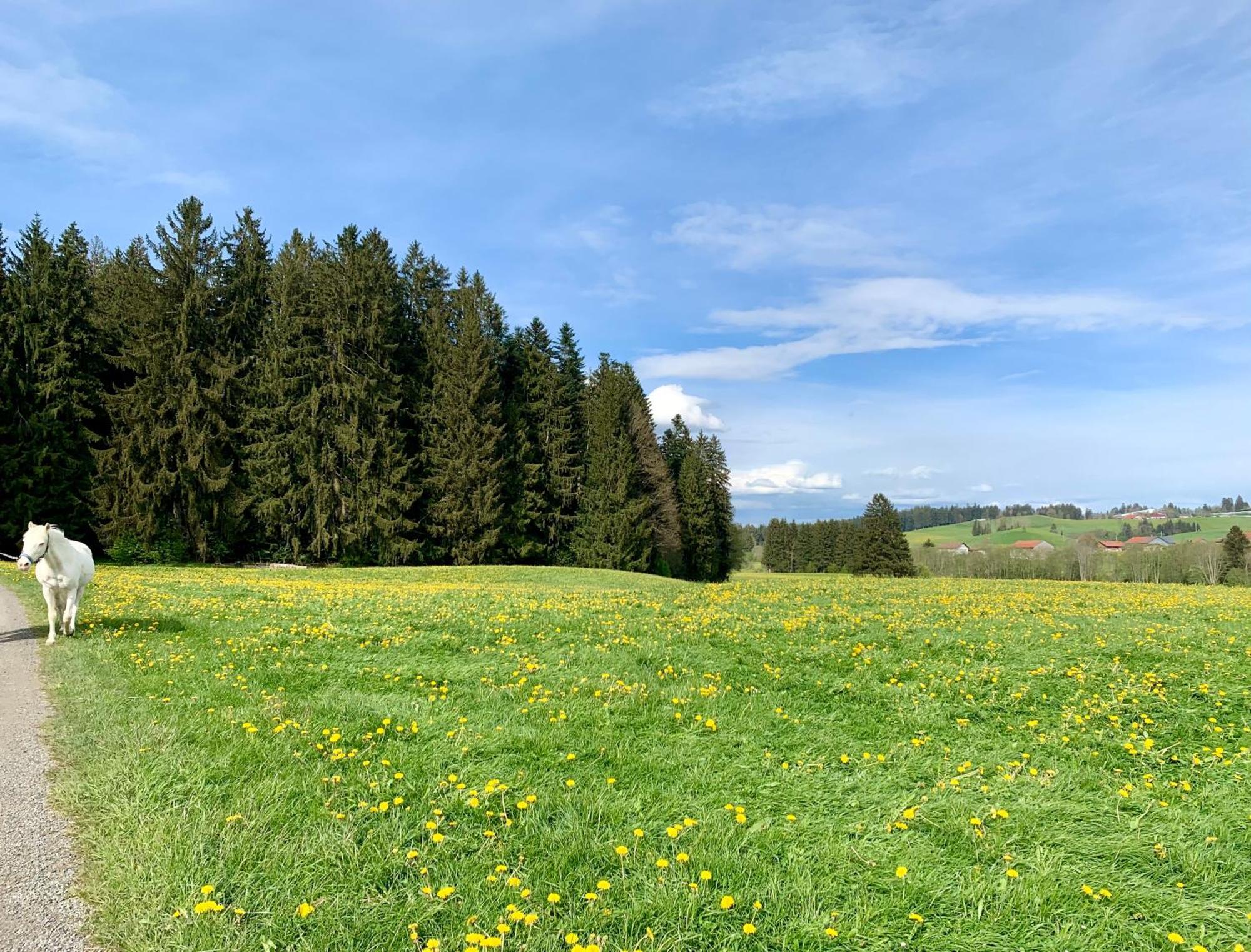Lindners Hideaways - Bergnest Lodge - Bergblick Fewo 6 Pers Balkon Garten Hund Ski Unterkunft Luftkurort Oberreute Naehe Buchenegger Wasserfaelle Eistobel Bodensee 外观 照片